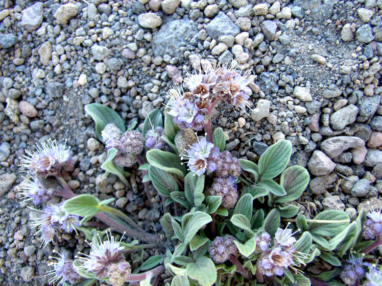 phacelia sinuata